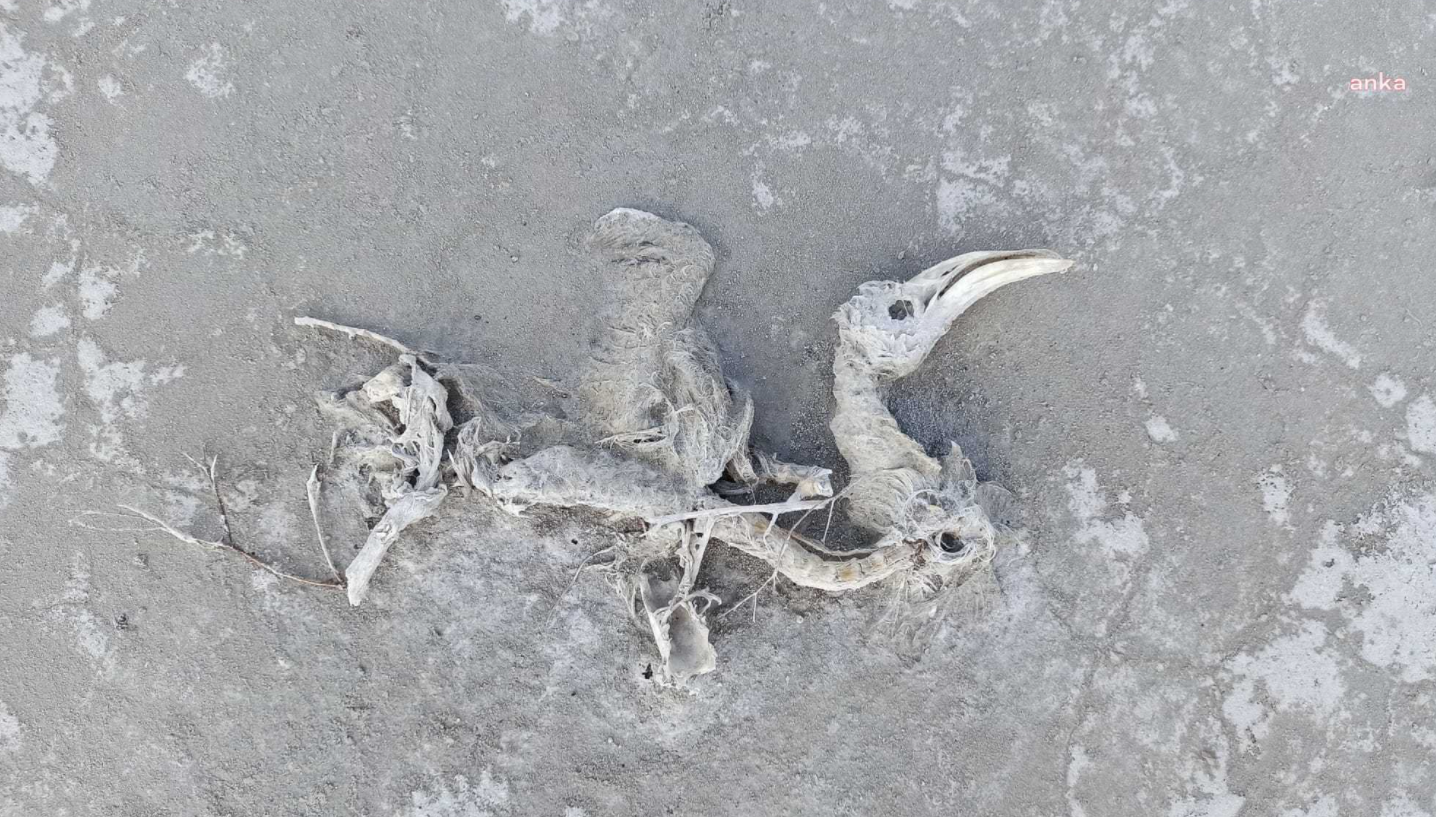 Binlerce flamingo susuzluktan öldü