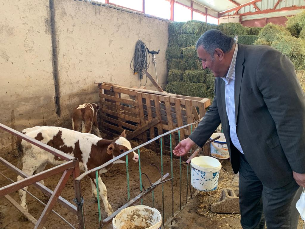 CHP'li Gürer: “Hayvan yetiştiricisine bir darbe de buzağı destekleme tebliğinden geldi”