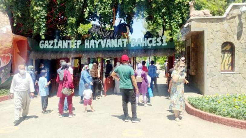 Gaziantep'teki hayvanat bahçesinde aslan kaçtı!