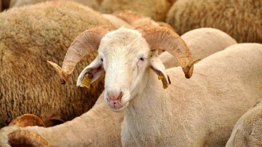 İçişleri Bakanlığı'ndan 81 ile flaş Kurban Bayramı genelgesi!