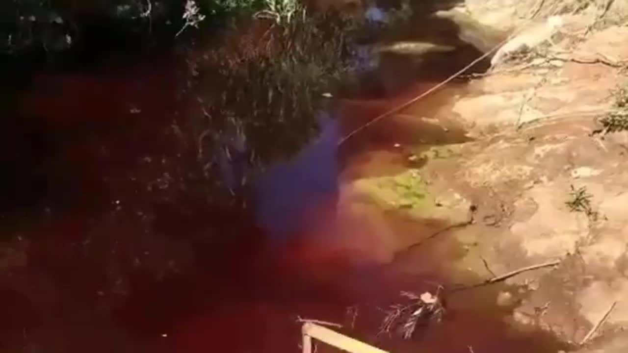 İzmir'de dere kana bulandı!