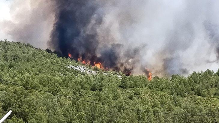 Yanan alanlara dikilecek yeni fidanlara ilişkin flaş uyarı!