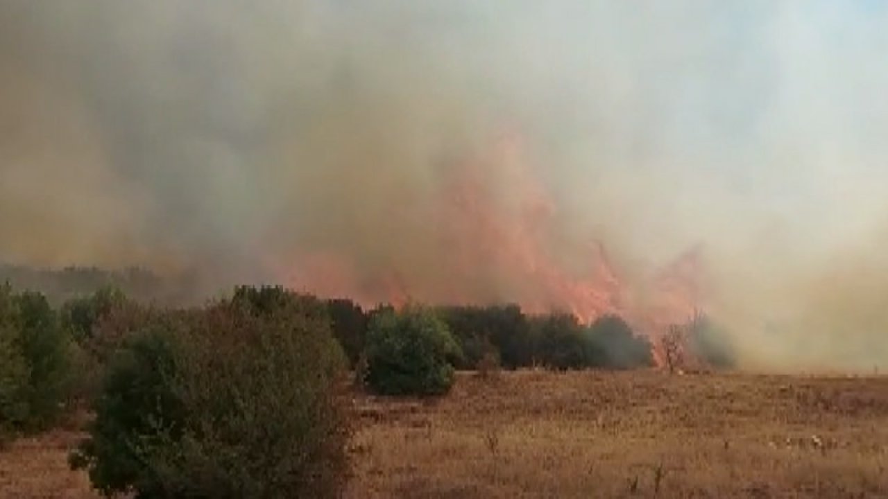 Manisa'da orman yangını!