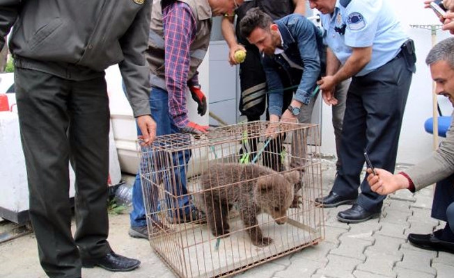 Yavru ayı koruma altına alındı