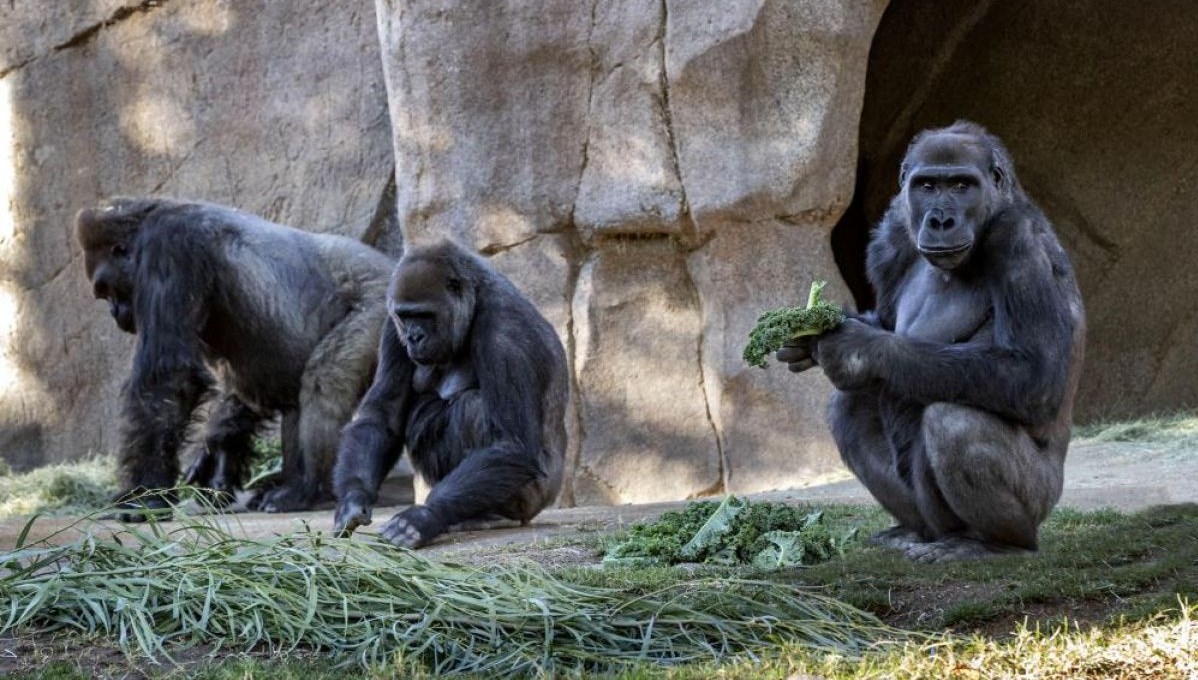 Gorillere koronavirüs teşhisi! Pozitif çıktılar!