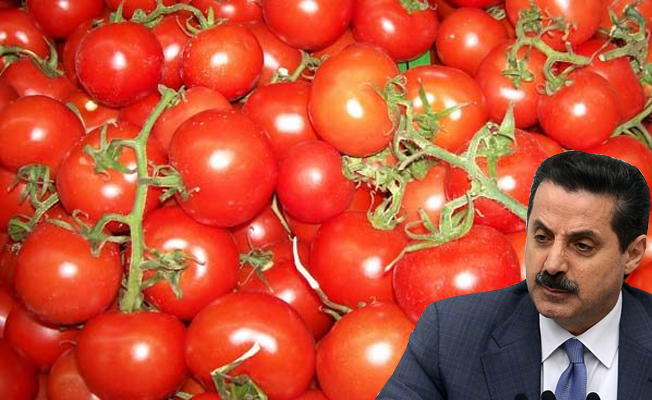 Bakan Çelik'ten domates çıkışı; tarlada 2 pazarda 8 lira