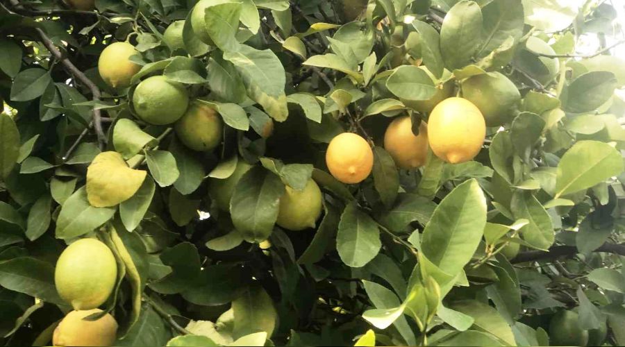 Limon dalında kaldı! Mersin çiftçisi perişan