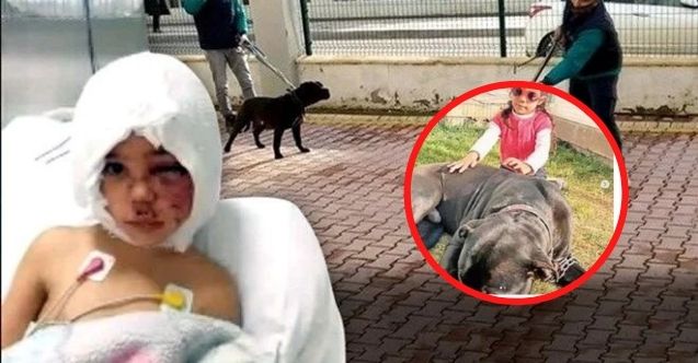 Pitbullun saldırdığı 4 yaşındaki Asiye'nin ailesine dava şoku: Sokak Hayvanlarını Koruma ve Yaşatma Derneği neden şikayetçi oldu?