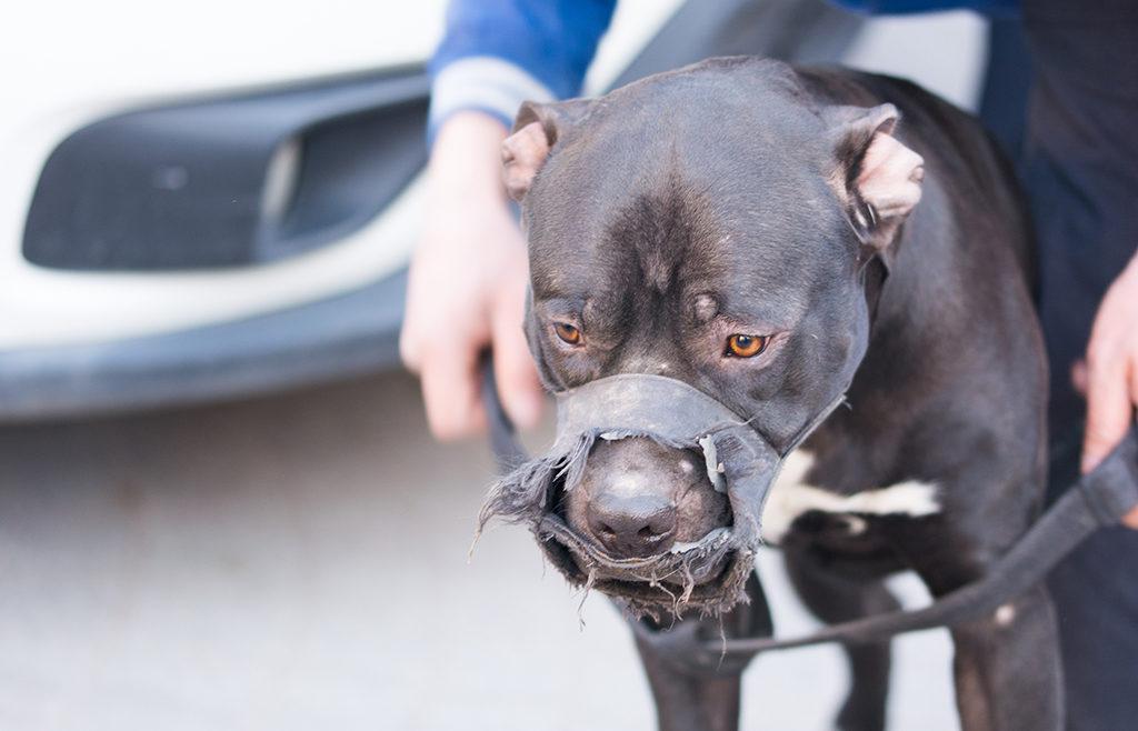 İçişleri Bakanlığı'ndan pitbull cezası!