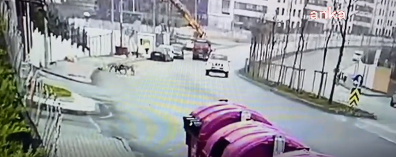 Bilerek yol kenarında oynayan köpekleri ezdi! İfade verdi ve gitti!