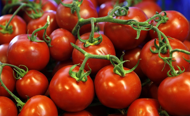 Rusya'nın Türkiye domatesine yasağı devam edecek