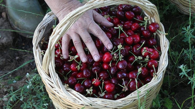 Kilosu 15 TL'den 6 TL'ye düştü