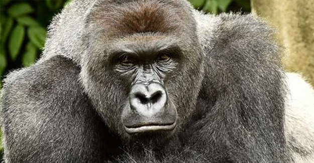 Goril Harambe için yargı harekete geçti