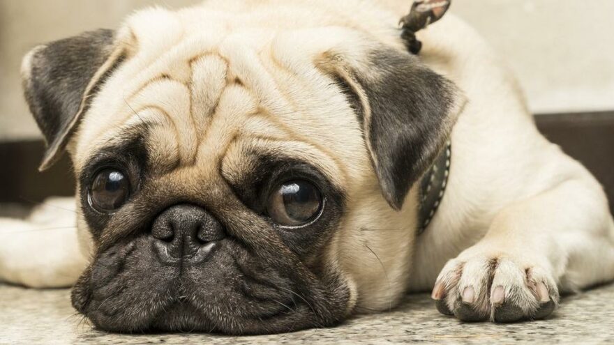 Araştırmaya göre köpekler sahiplerini sesinden tanıyor