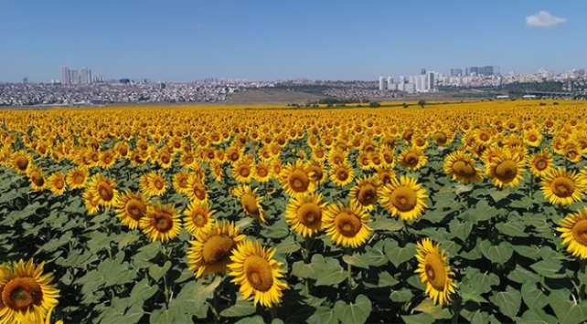 Resmi Gazete'de yayımlandı: 4 ilin 7 ilçesinde yağlık ayçiçeği kararı