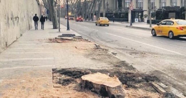 TEMA’dan İBB’nin kestiği çınarlarla ilgili açıklama: Covid-19 gibi bulaşıyor, tedavisi yok