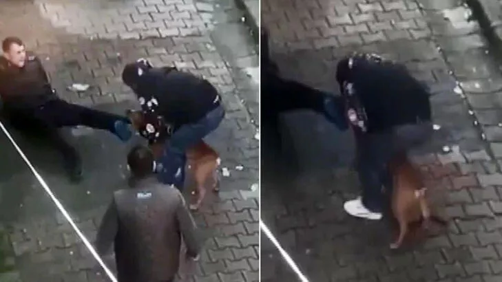 İstanbul'da pitbull dehşeti! Çığlıkları mahalleyi inletti