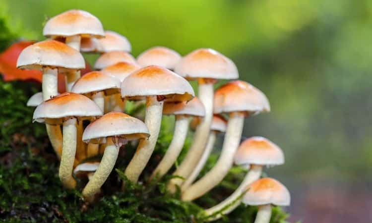 Mantarların kendi aralarında konuşabildikleri ortaya çıktı