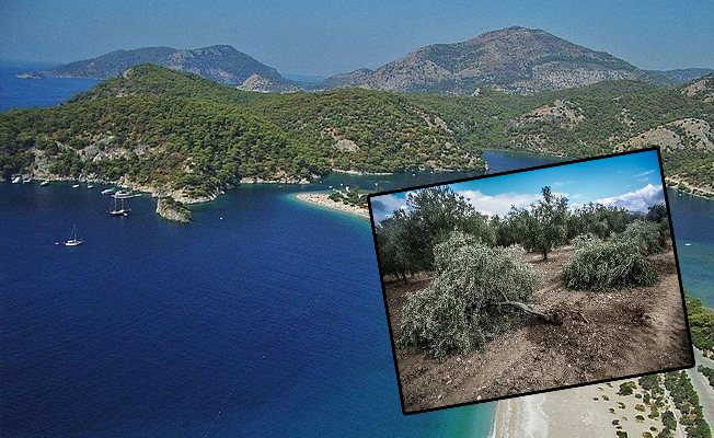 AKP zeytinlikleri ve Ege sahillerini sanayiye açıyor