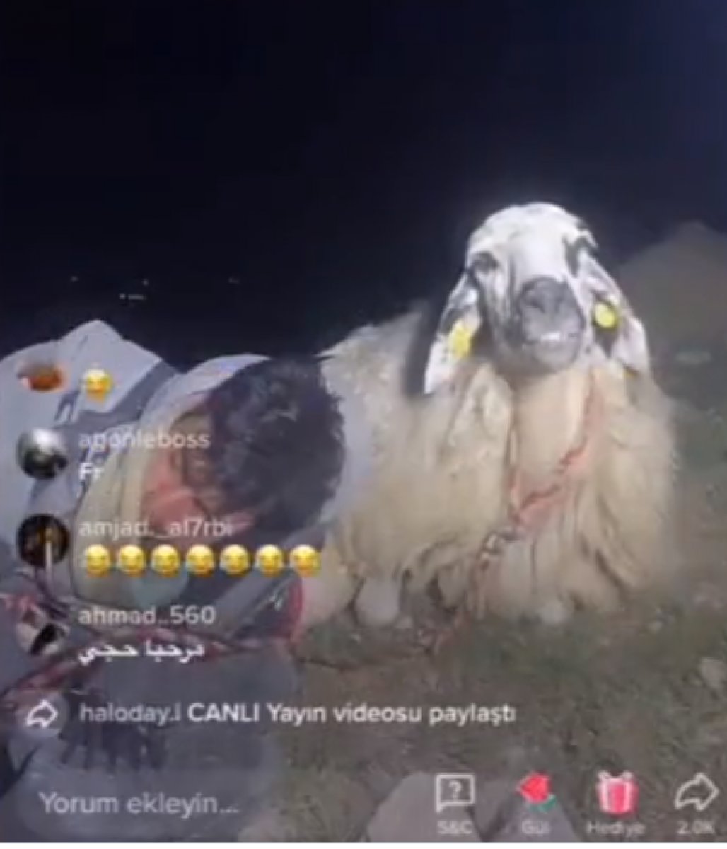Koyun canlı yayın açtı, 12 bin kişi izledi