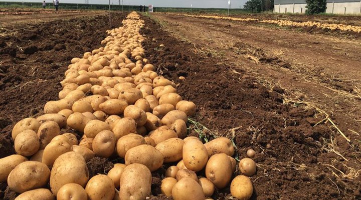 Bakan açıkladı: Patates kanseri nedeniyle 26 ilde karantina uygulanıyor