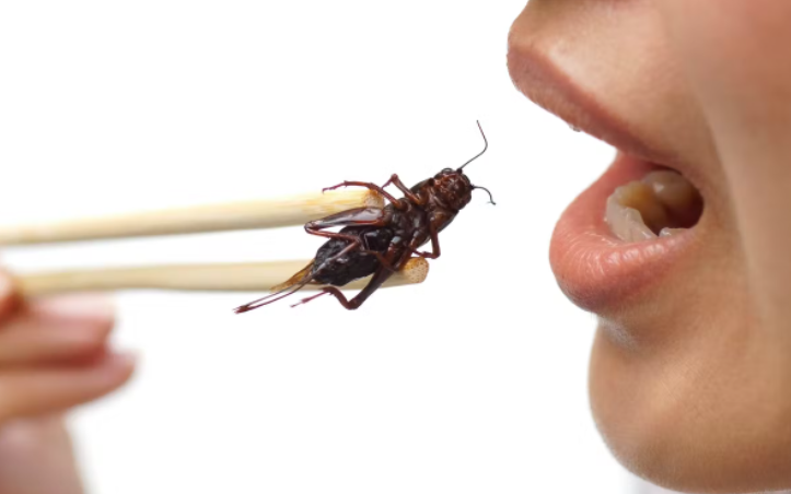 Böceklere iyi davranın! Böcek yemenin sağlığa ve çevreye faydalı olduğu ortaya çıktı