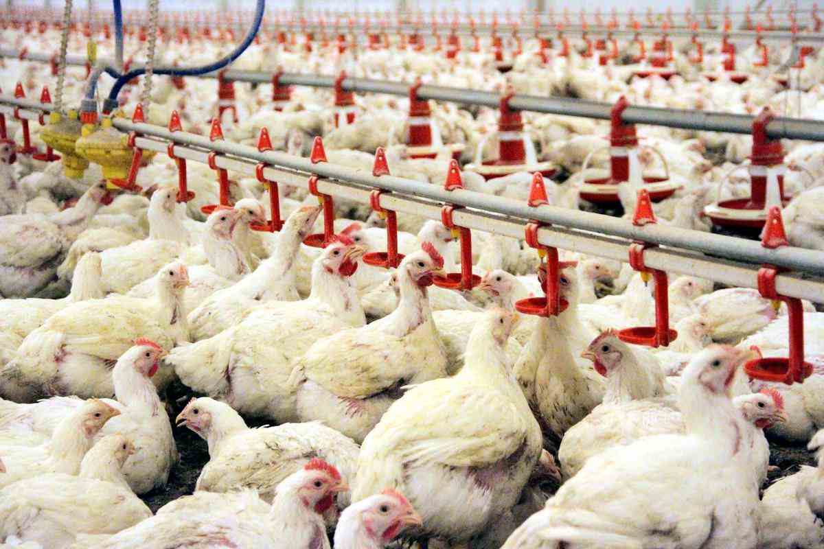 Resmi Gazete'de yayınlandı: Artık tavuk etinde GDO serbest
