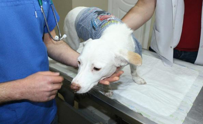 Havuçla tecavüz edilen köpek öldü