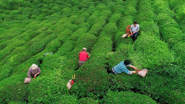Çaya yüzde 43,7’lik zam yapan ÇAYKUR, reklam için milyonlar verdi