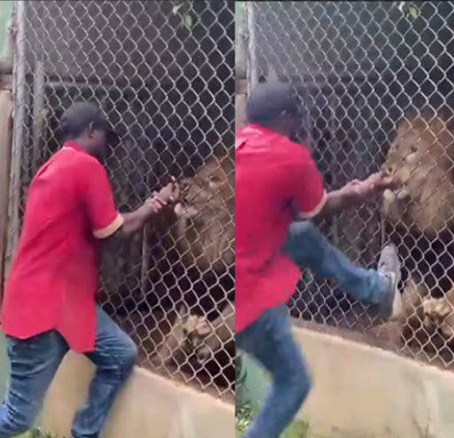 Aslan, bakıcısının parmağını kopardı