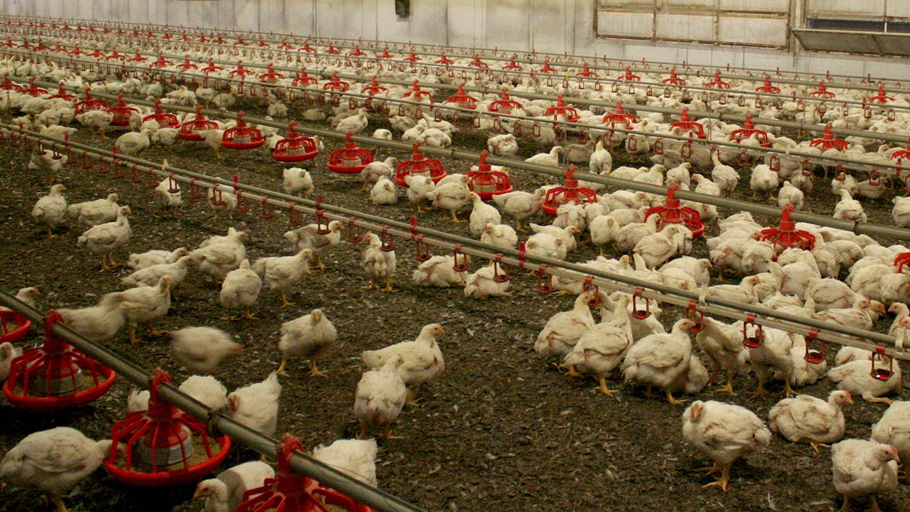 Kuş gribi alarmı: 120 bin kümes hayvanı salgında öldü