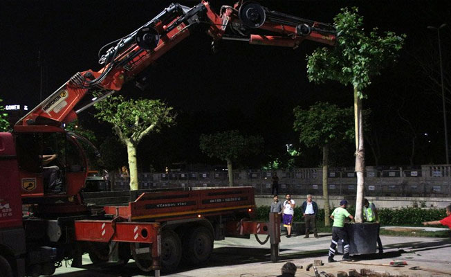İBB'den Gezi'ye 20 ağaç