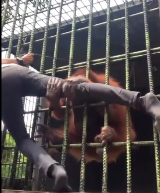 Hayvanat bahçesinde orangutan saldırdı!