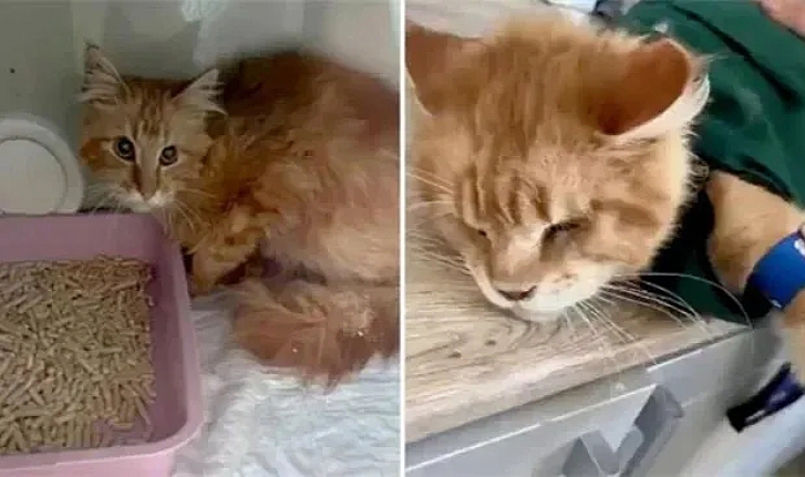 Aç kalan 20 kedi ölen sahiplerini yedi
