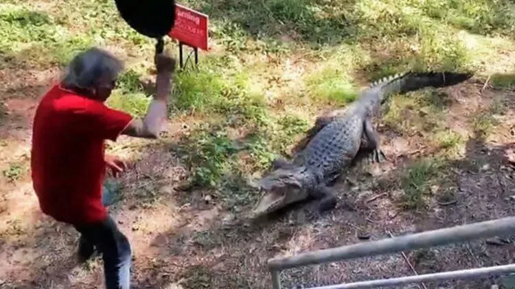 Bahçeye giren timsahı elindeki tavayla kovaladı