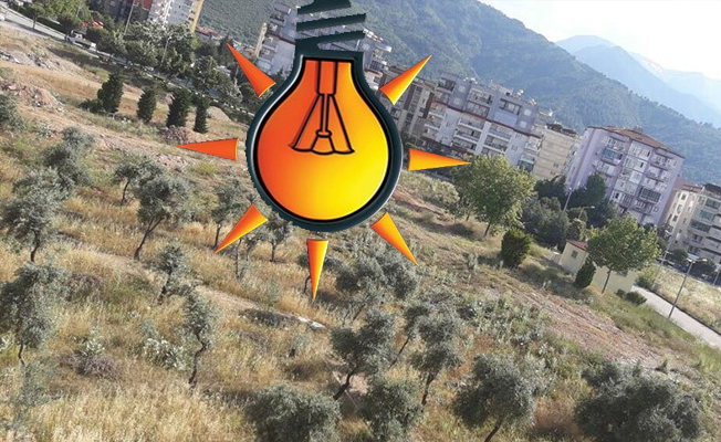 AKP'li belediye zeytin ağaçlarını kesecek, yerine benzinlik yapacak
