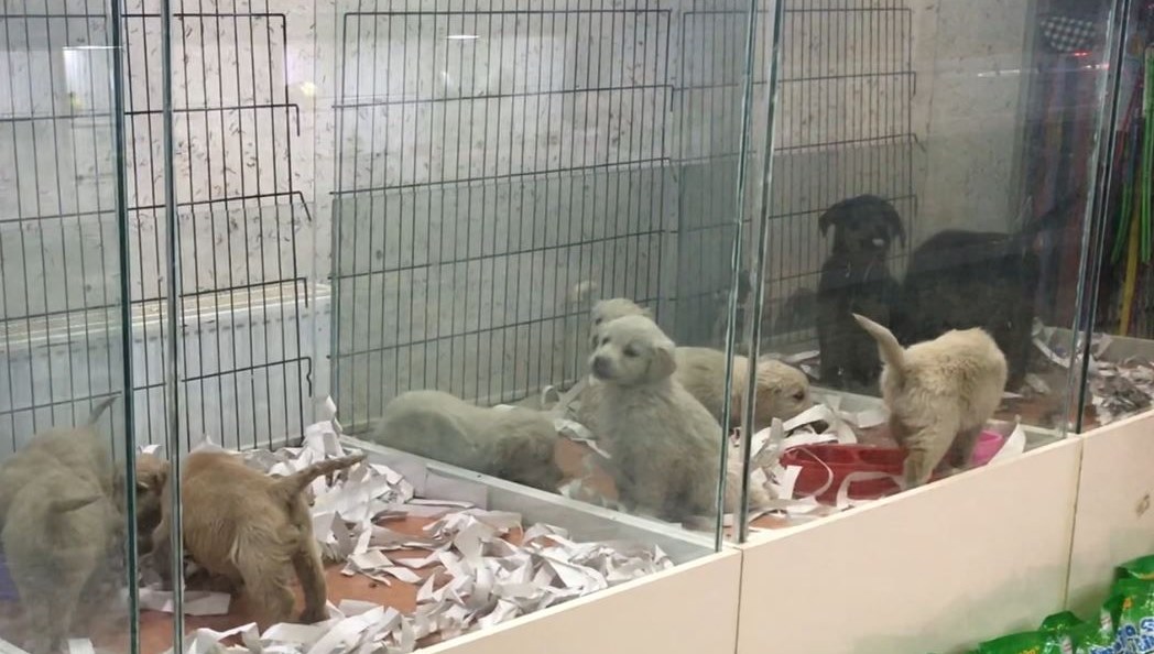 Petshoplar için belirlenen tarih bitiyor! Artık yasak