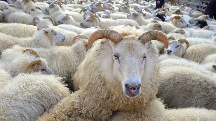 Bayramın dördüncü günü kurban kesilir mi? Kurban en son ne zaman kesilir? Bayram kurban ne zamana kadar kesilir?