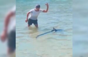 Akdeniz Zarganasını köpek balığı sanıp taşla dövdüler