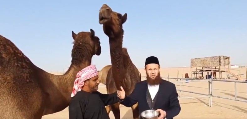 Deve sidiğini kaseye doldurdular, şifa niyetine içtiler...