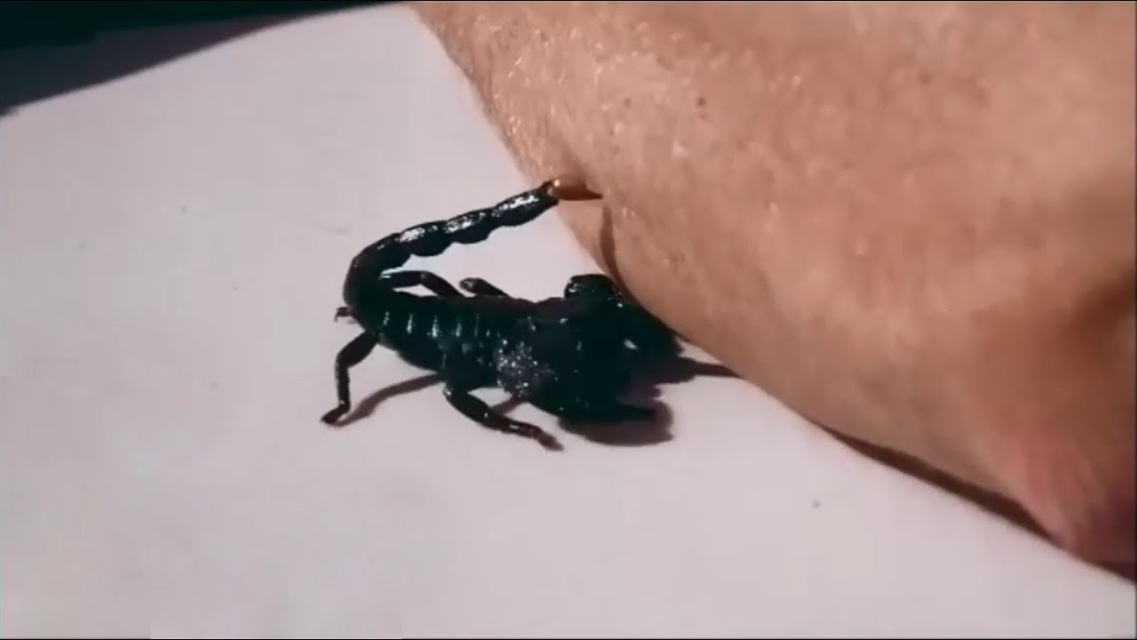 Akrepten korunmanın yolları! Akrep soktuğunda ne yapılmalı?