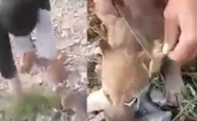 20 günlük yavruları akılalmaz şekilde öldüren caniye para cezası