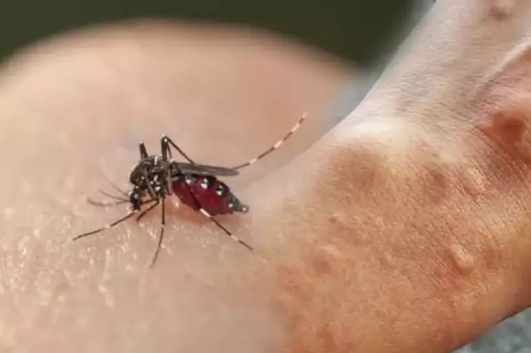 İstanbul'da görülmüştü! Aedes sivrisinek ısırığı belirtileri nedir? Nasıl korunulur? İşte detaylar