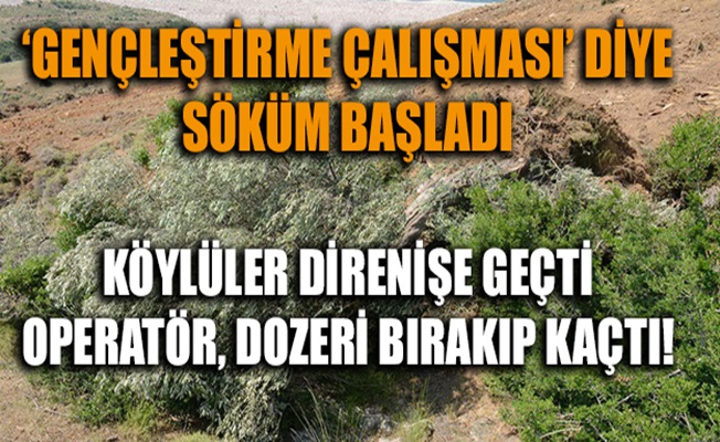 Soma'da 80 yıllık zeytin ağacını kökünden söktüler!