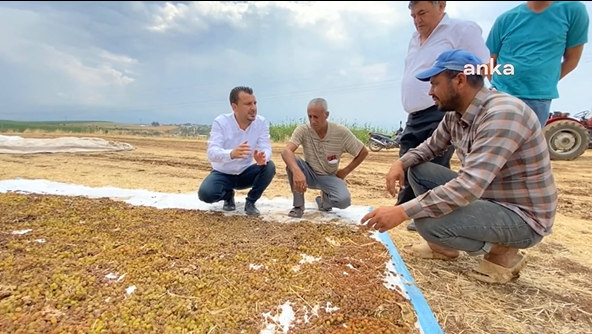Mahsulünü yağış vuran üretici dertli: TMO herkesten üzün almayacak
