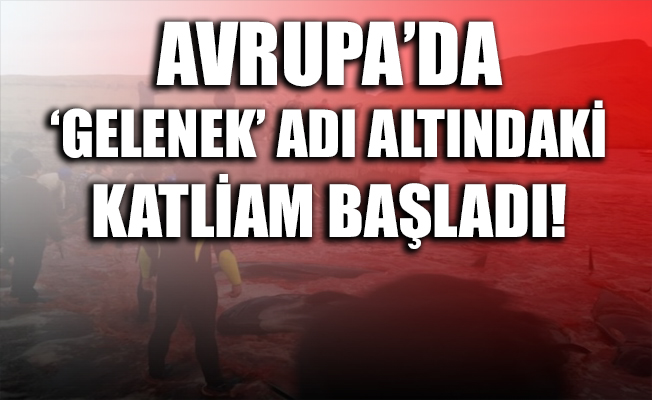 Avrupa'da 'gelenek' adı altındaki 'katliam' başladı