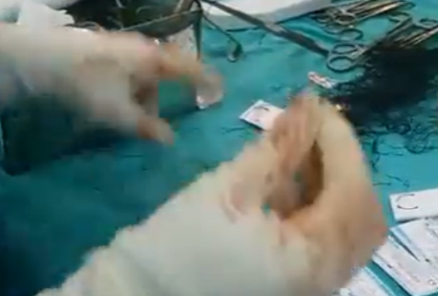 Ameliyat sırasında şok eden görüntüler! Doktorlar sağlam dikiş ipi bulamadı..