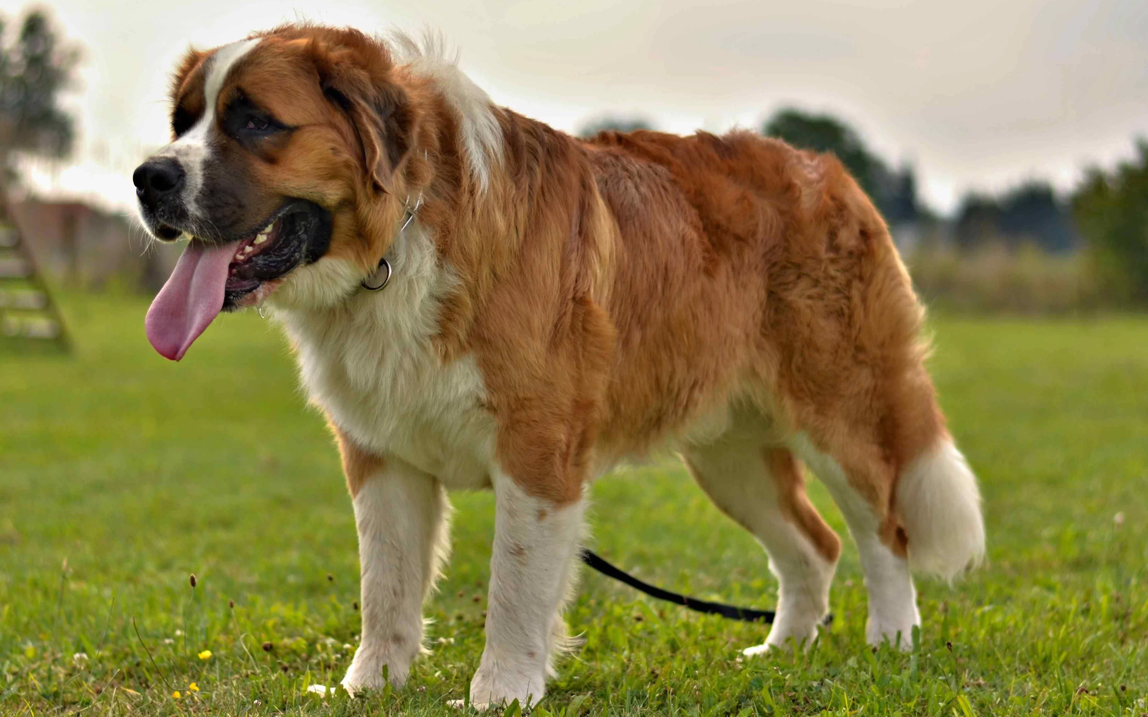 Köpeklerin de insanlar gibi bunadığı ortaya çıktı