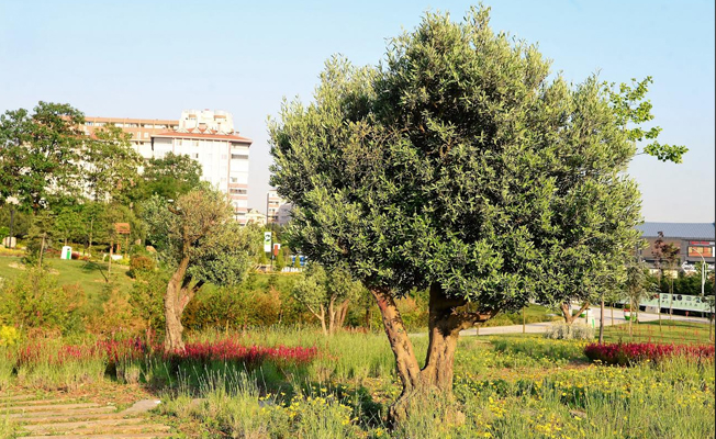'Ölmez ağaç' zeytin Beylikdüzü'nde kök salacak