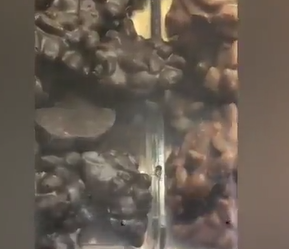 Ünlü kahvecide çikolatadan böcek çıktı